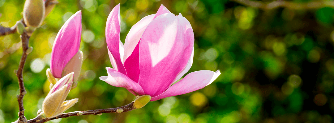 Magnólia Extrato (Magnolia officinalis; 2,7% honoquiol)